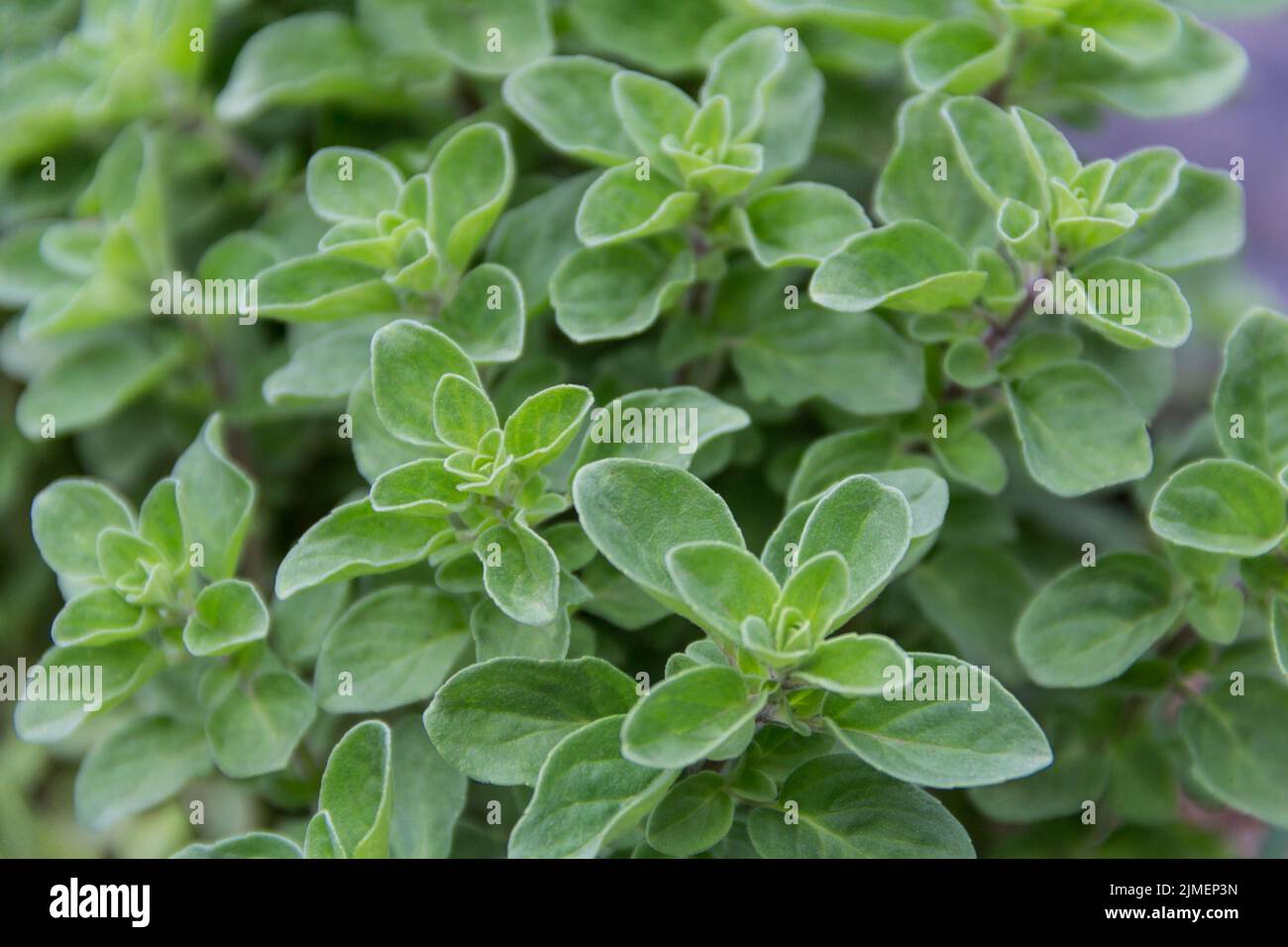 Gros plan sur les feuilles d'origan dans le jardin biologique Banque D'Images