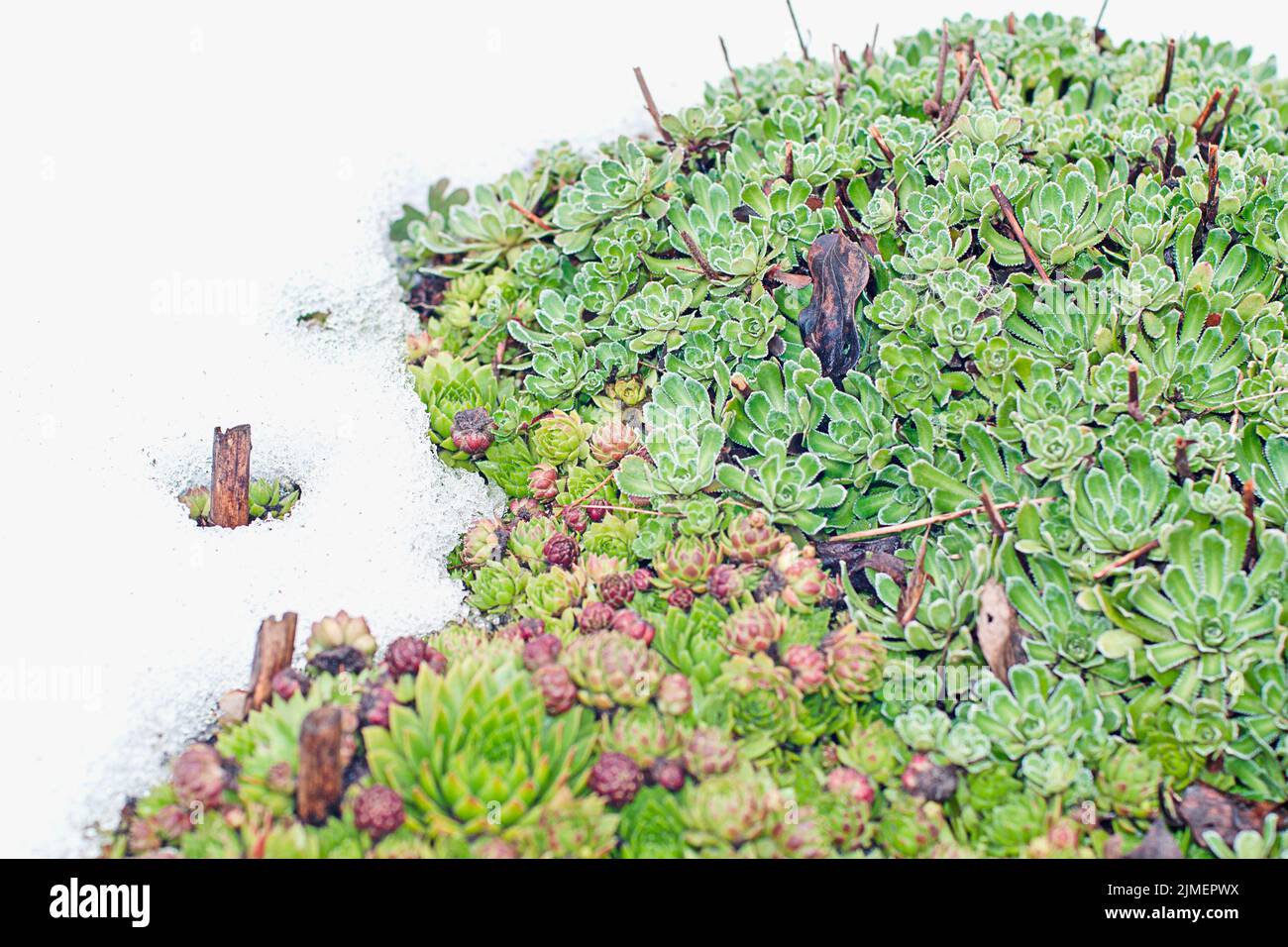 Evergreen Sempervivum suce dans la neige Banque D'Images