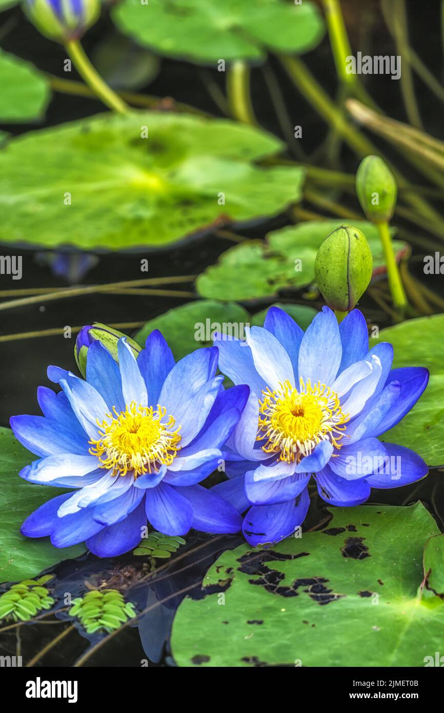 Fleurs bleues de Lotus de Semiwon Garden Banque D'Images