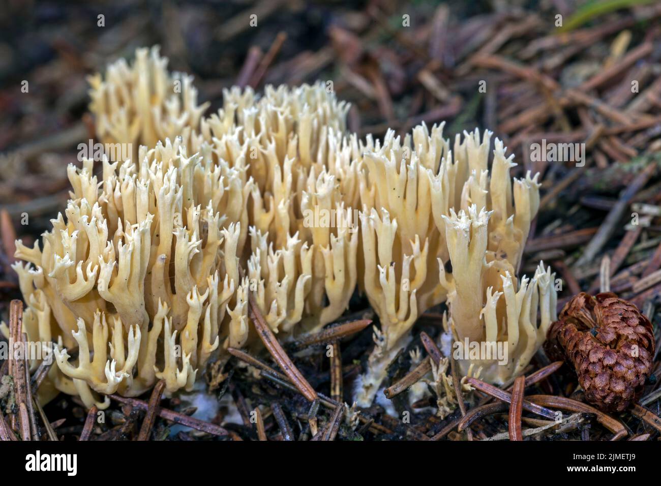 Le champignon de corail Ramaria flaccida dans une forêt d'épinette danoise / Ramaria flaccida Banque D'Images