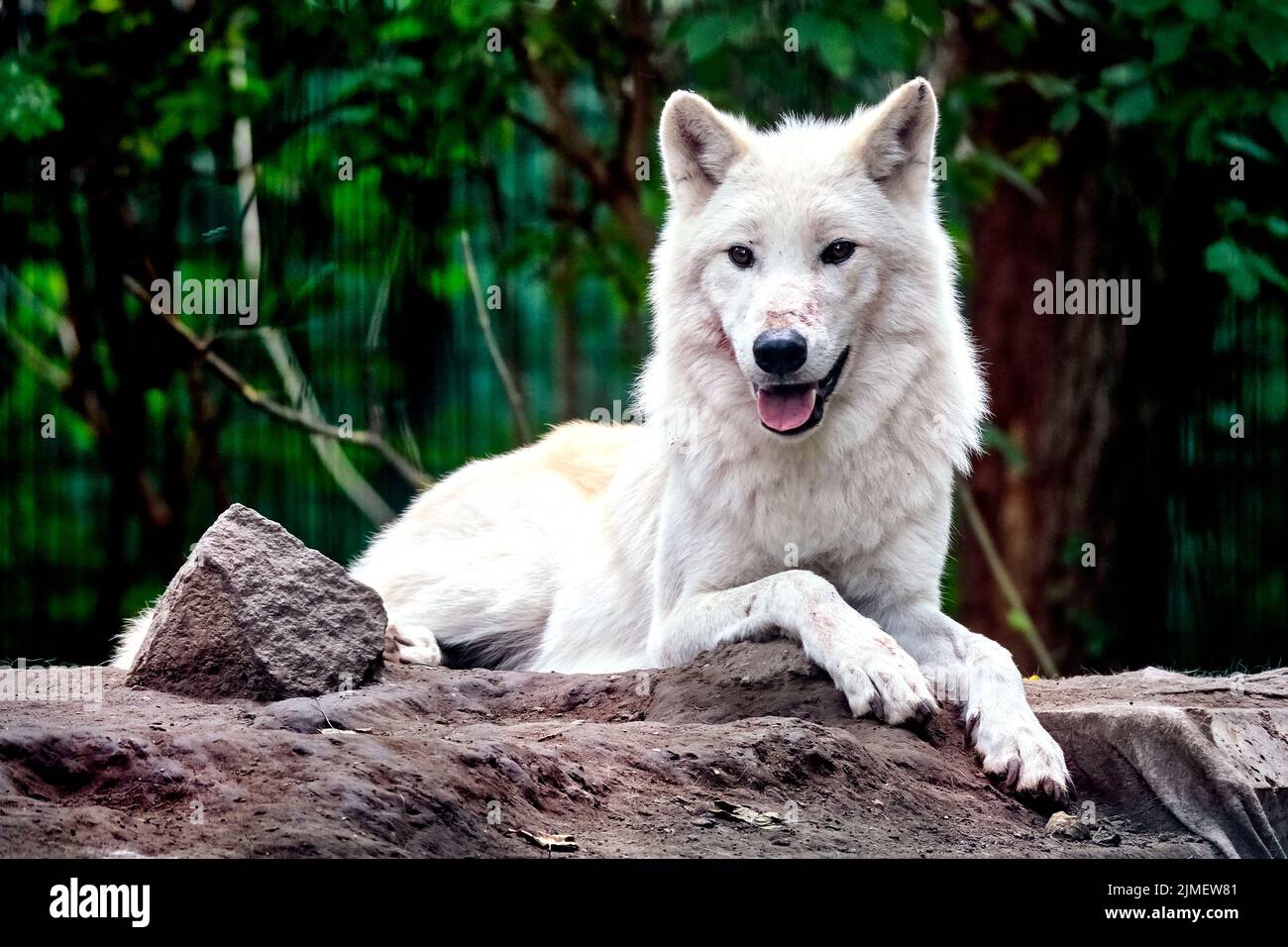 Loup arctique, loup blanc ou loup arctique (Canis lupus arctos). Banque D'Images