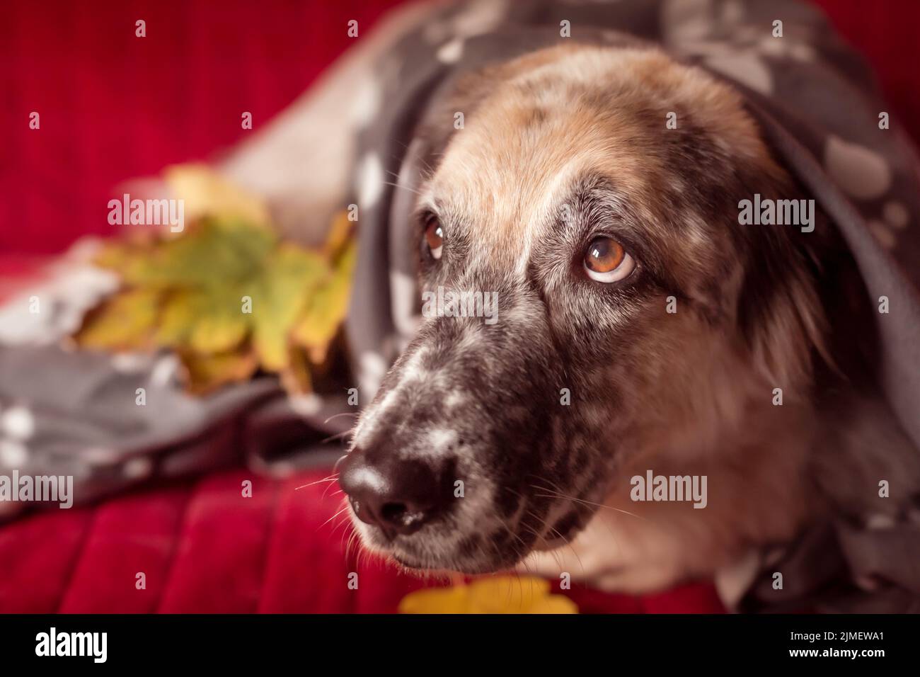 Big Dog sur le canapé et les feuilles d'automne Banque D'Images