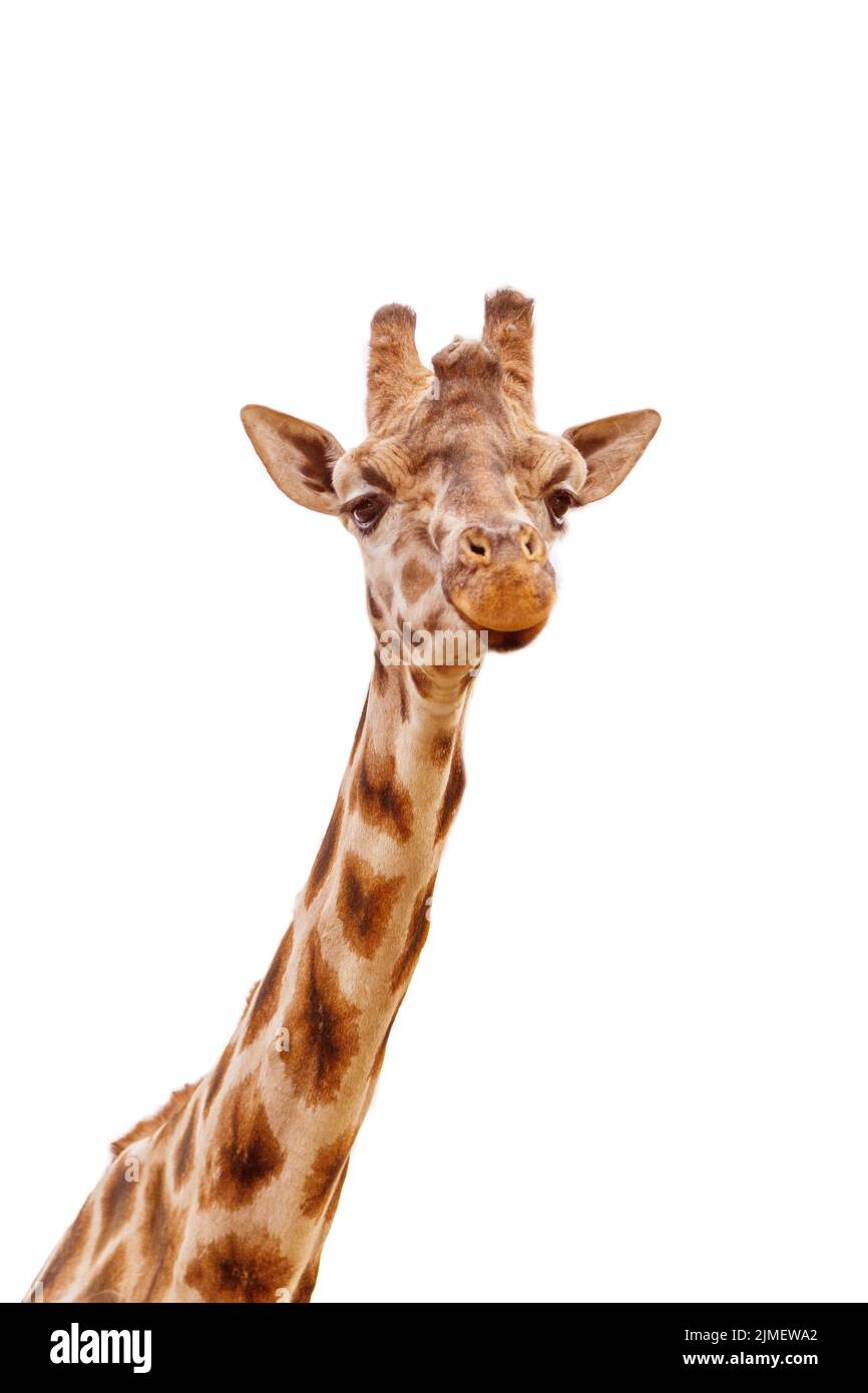 Gros plan de la tête de girafe isolée sur blanc Banque D'Images