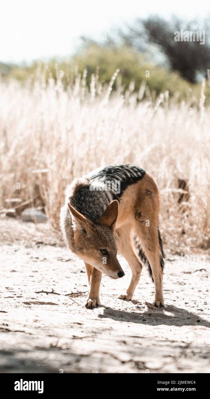 La vue verticale d'un Jackal à dos noir par le champ d'herbe sèche par une journée ensoleillée Banque D'Images