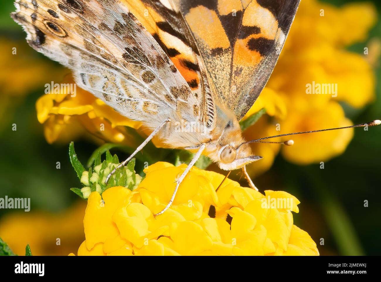 Buttefly macro photo sur une plante buvant nectar. Banque D'Images