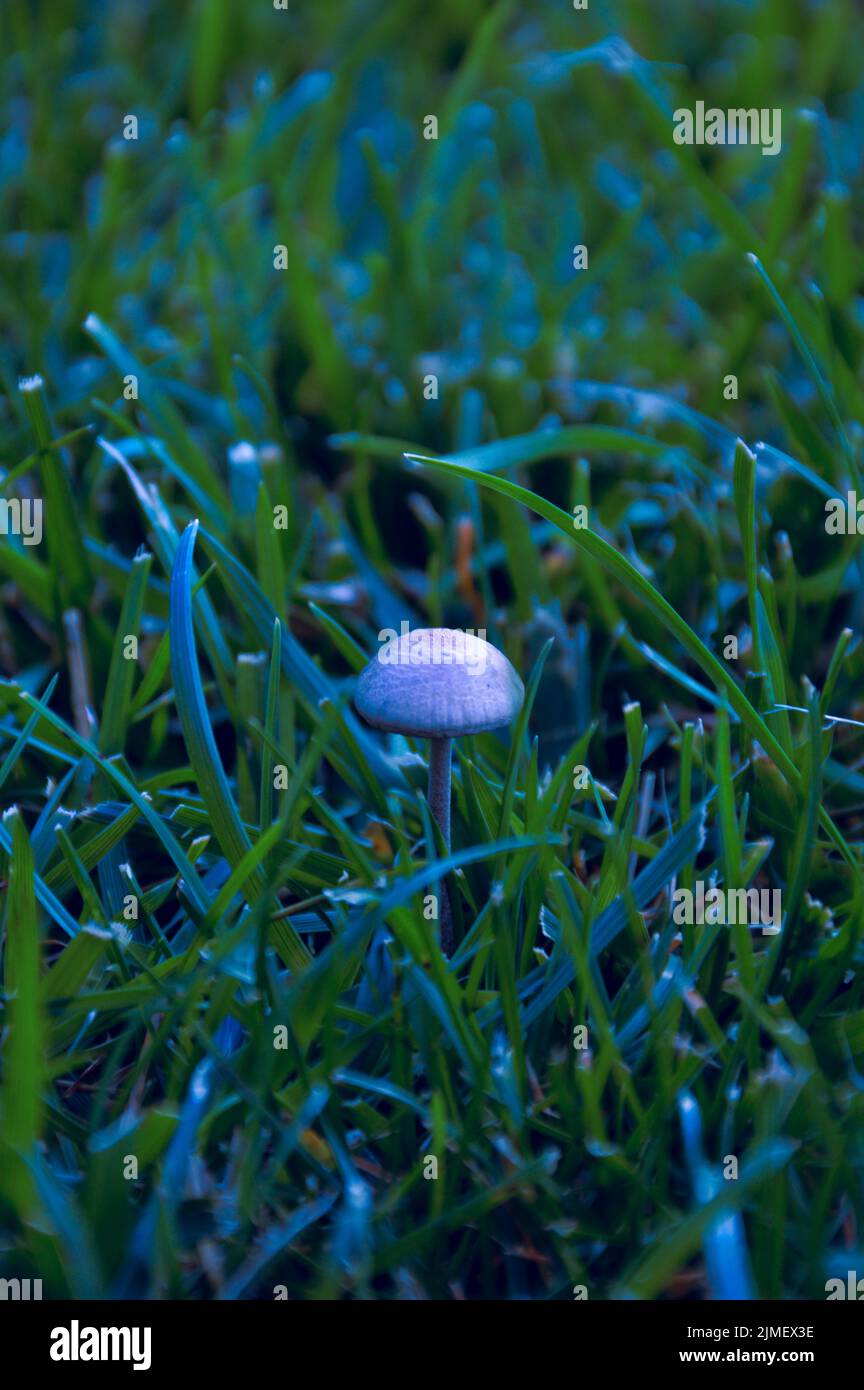 Petit champignon en forêt gros plan Banque D'Images