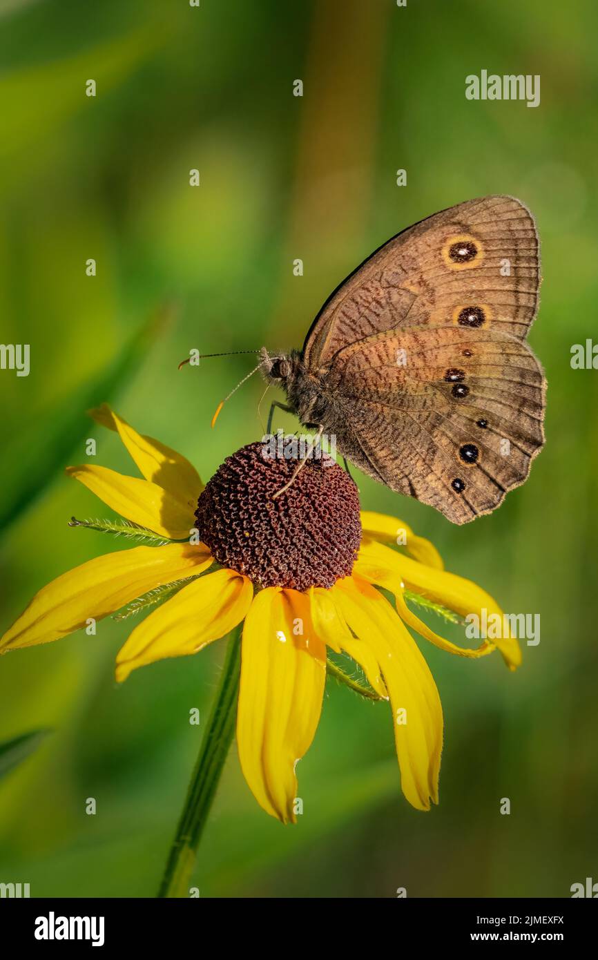 J'ai photographié ce petit papillon Wood Satyr avec mon appareil photo Sony A1 équipé d'un objectif macro Sony 90mm. L'image a été prise lors de la randonnée dans le Wisconsin. Banque D'Images