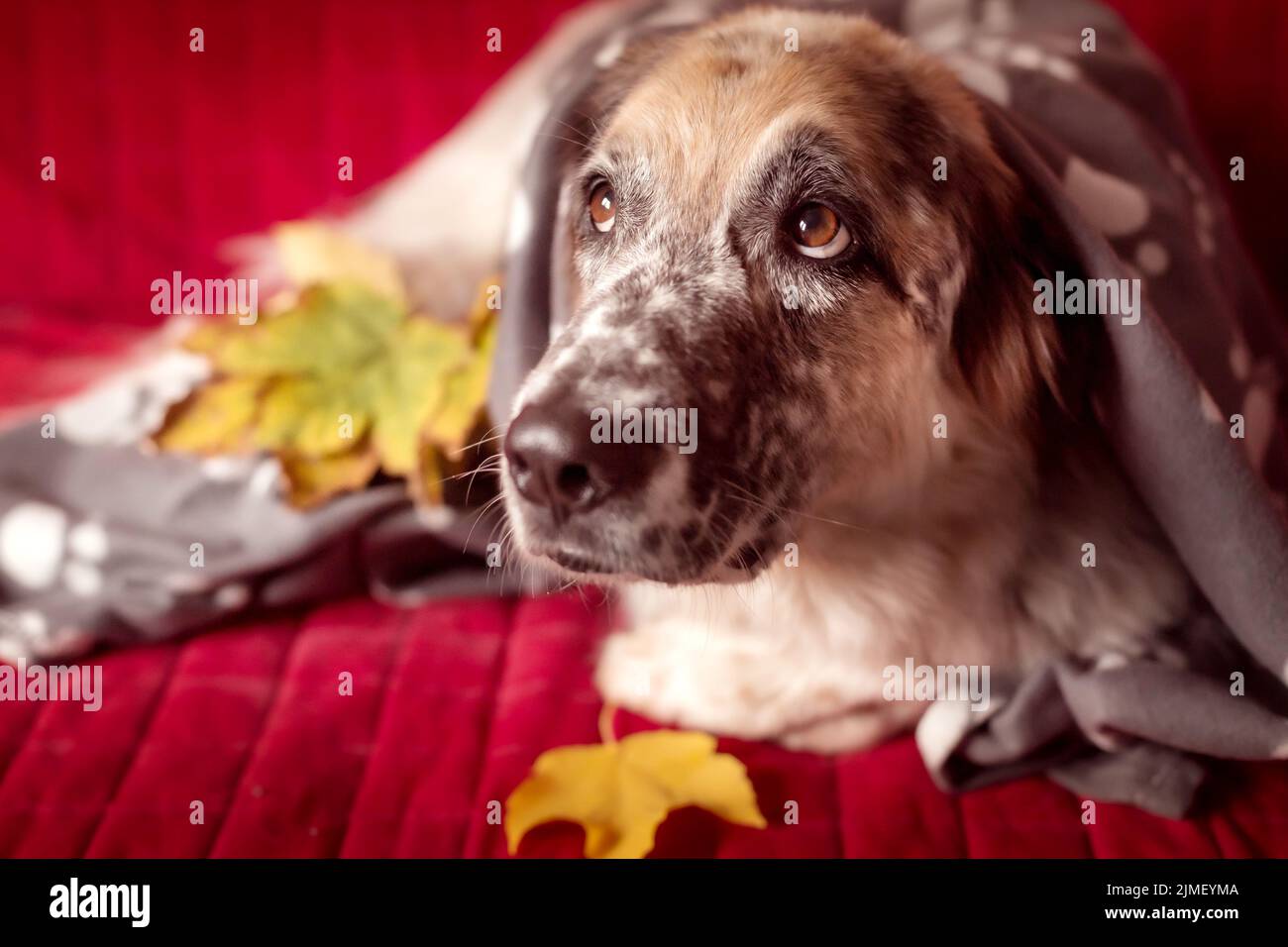 Big Dog sur le canapé et les feuilles d'automne Banque D'Images