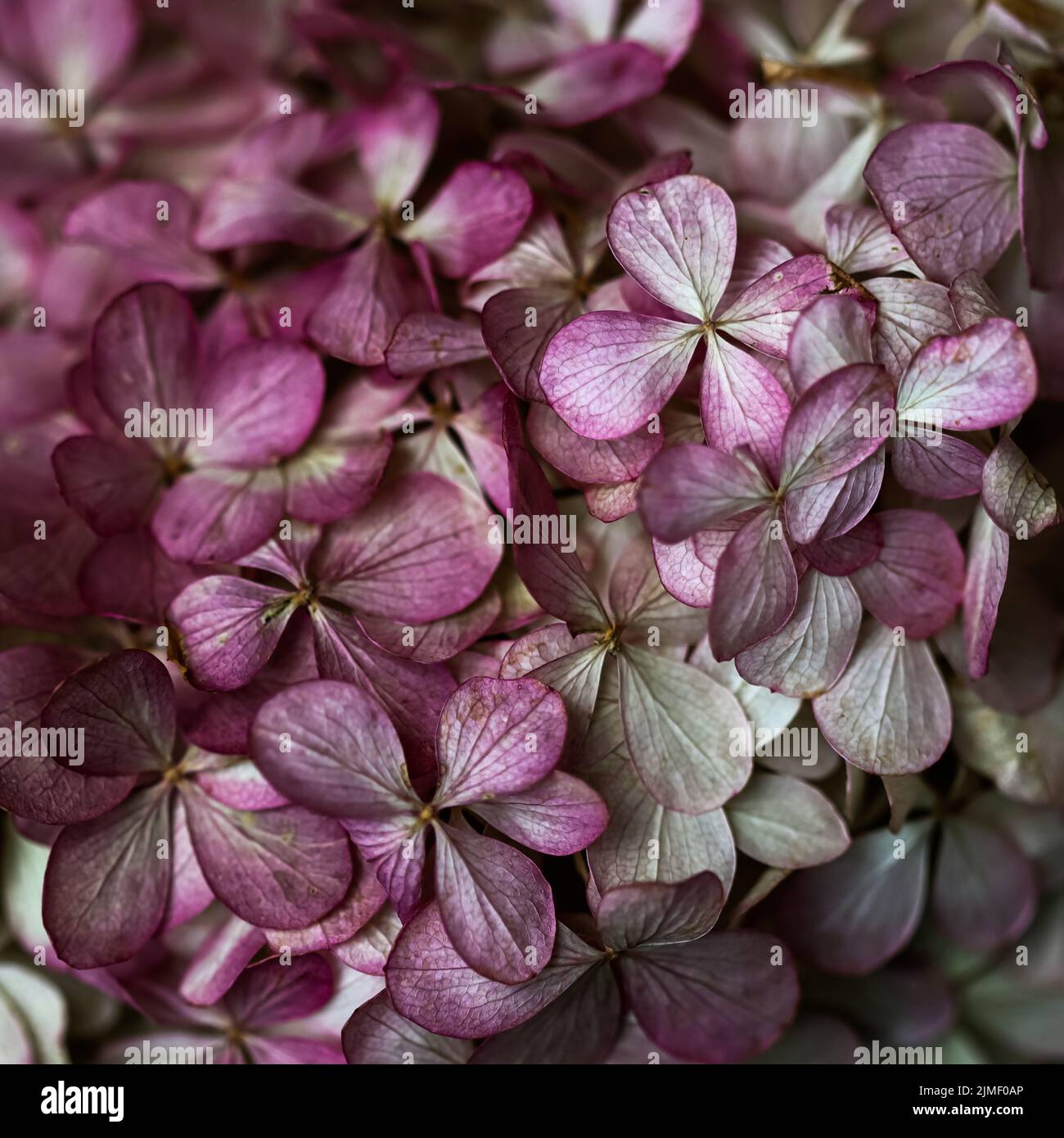 Arrière-plan de fleurs violettes. L'hortensia ou l'hortensia fleurissent en automne. Banque D'Images