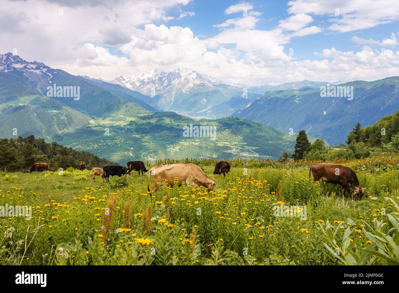 Svaneti, paysage de la Géorgie près de Mestia lors d'une journée d'été. Vaches dans un pré avec chaîne de montagnes du Caucase dans la neige en arrière-plan Banque D'Images
