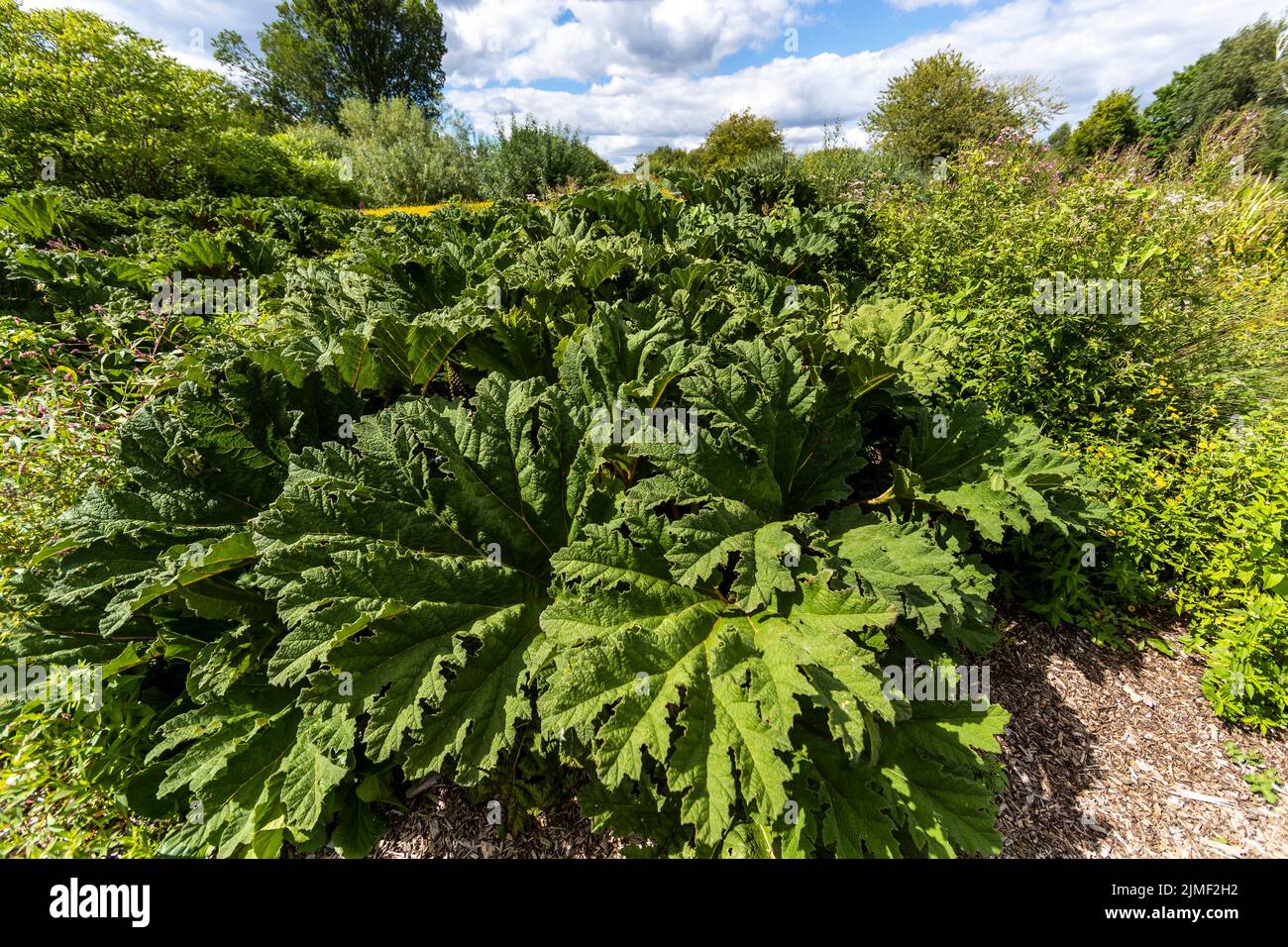 Gunnera manucata géant ornemental Rhubarb Pond marginal Bog Plant WWT Slimbridge. Banque D'Images