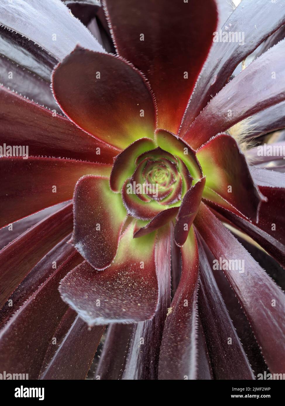 Un gros plan d'une fleur succulente Banque D'Images