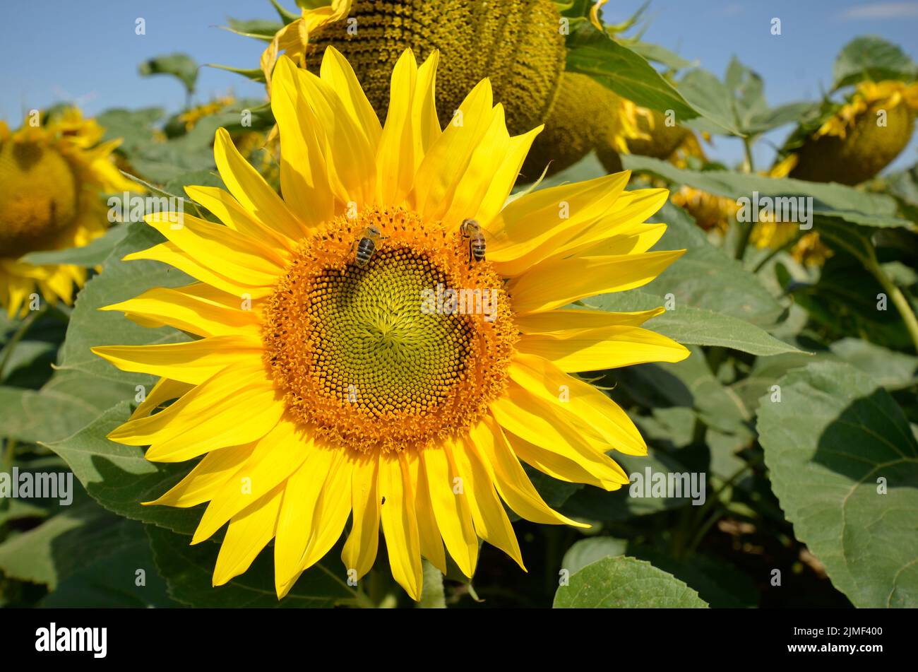 Autriche, fleur de tournesol - les graines sont utilisées dans l'industrie pour produire divers produits tels que l'huile comestible, les graines de snack, les aliments pour oiseaux et d'autres et eux Banque D'Images