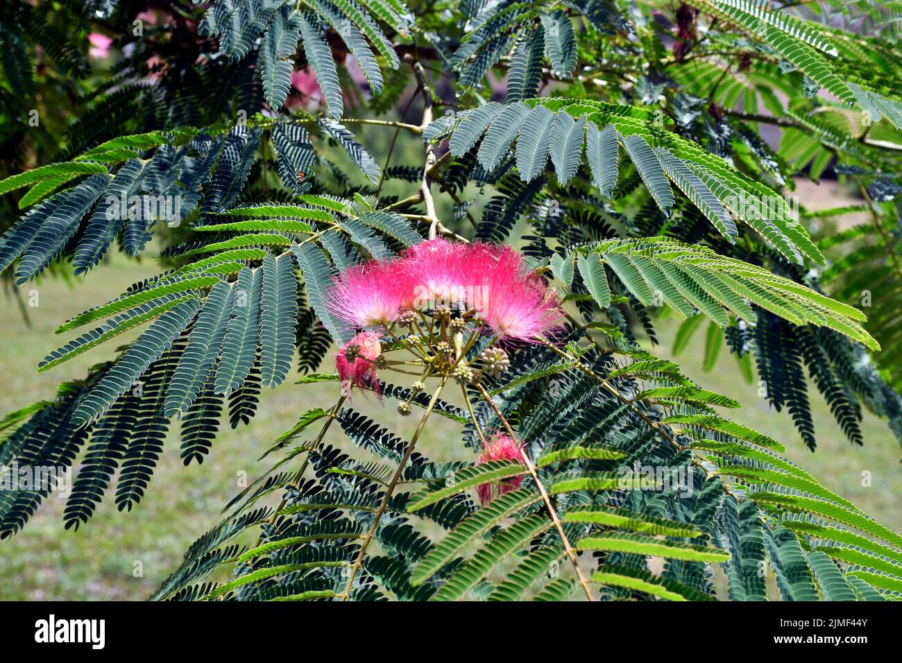 le soi-disant arbre de pluie avec les fleurs délicates de la famille mimosa est souvent planté comme un arbuste ornemental dans les jardins et les parcs Banque D'Images