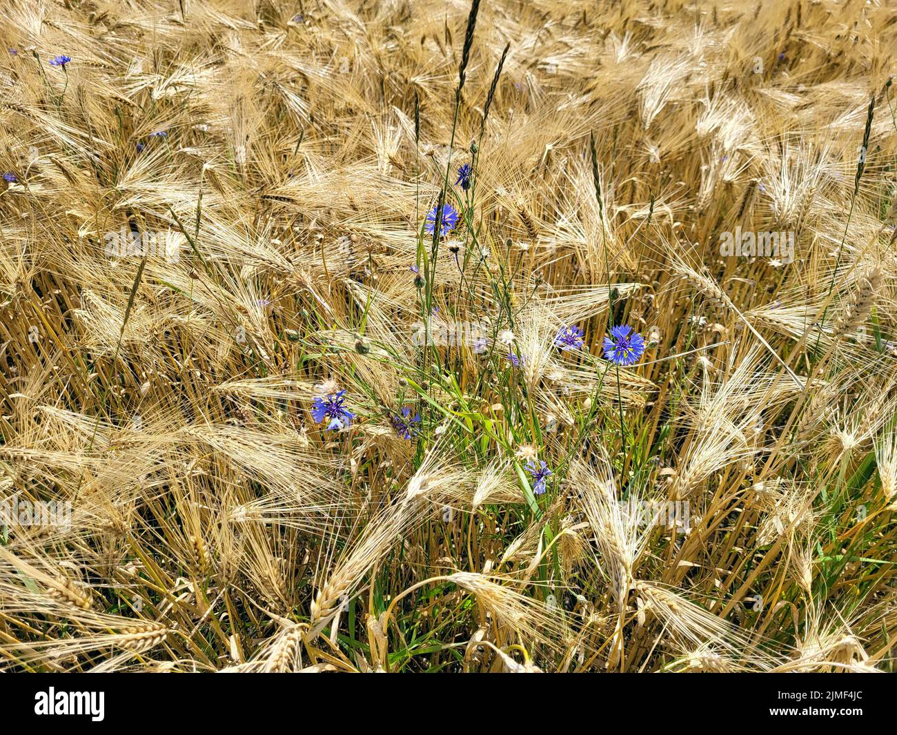 Autriche, champ avec des épis mûrs de seigle prêts à être récoltés, avec quelques fleurs de maïs entre les deux dans le paysage agricole de Reisenberg, Basse-Autriche Banque D'Images