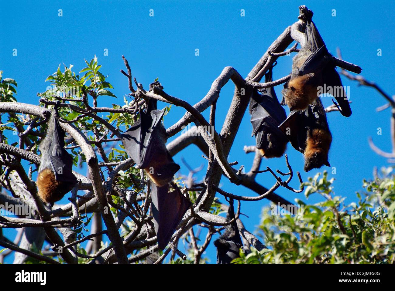 Australie, renards volants sur une branche dans le jardin botanique royal public Banque D'Images