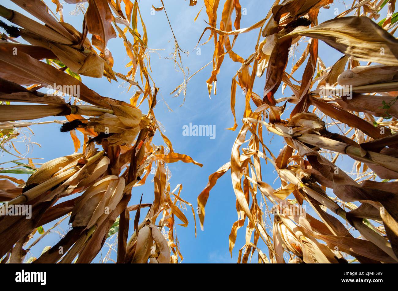 Point LOV avec angle de vue au champ de maïs heure d'été sous lumière du jour.Agriculture milieu industriel Banque D'Images