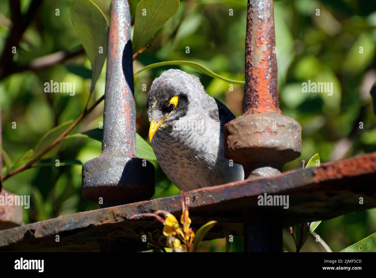 Australie, oiseau mineur bruyant sur la clôture, commun et endémique en Nouvelle-Galles du Sud Banque D'Images