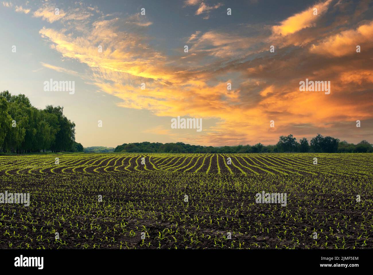 Vue en grand angle sur les jeunes champs de maïs au printemps quelque part en Ukraine Banque D'Images
