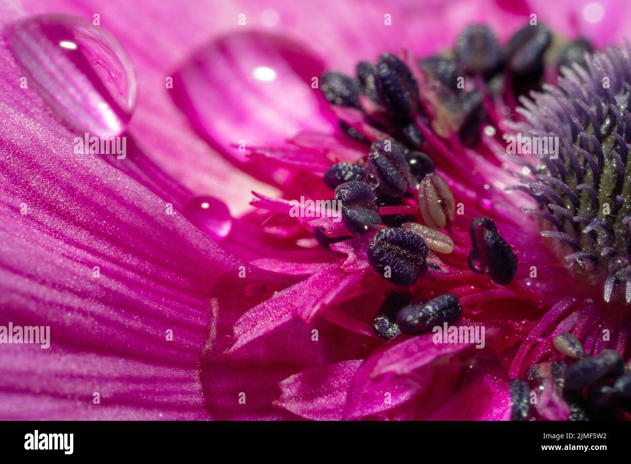 Vue détaillée à l'intérieur d'une fleur d'anémones dans des couleurs étonnantes en été Banque D'Images