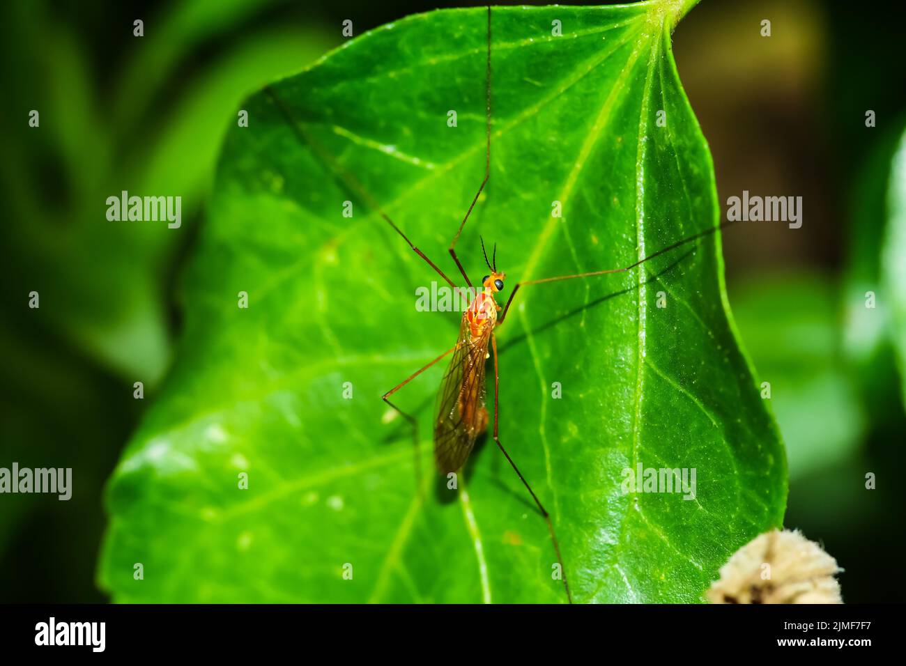 Gros plan d'un moustique sur une feuille verte luxuriante par une journée ensoleillée Banque D'Images