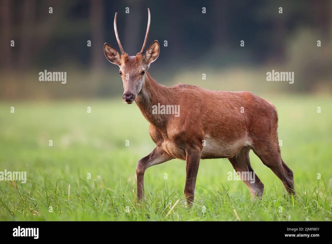 Red Deer à l'état sauvage Banque D'Images