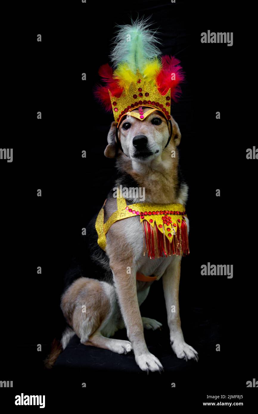 Portrait d'un chien habillé pour le carnaval, avec des plumes, des paillettes et des paillettes Banque D'Images