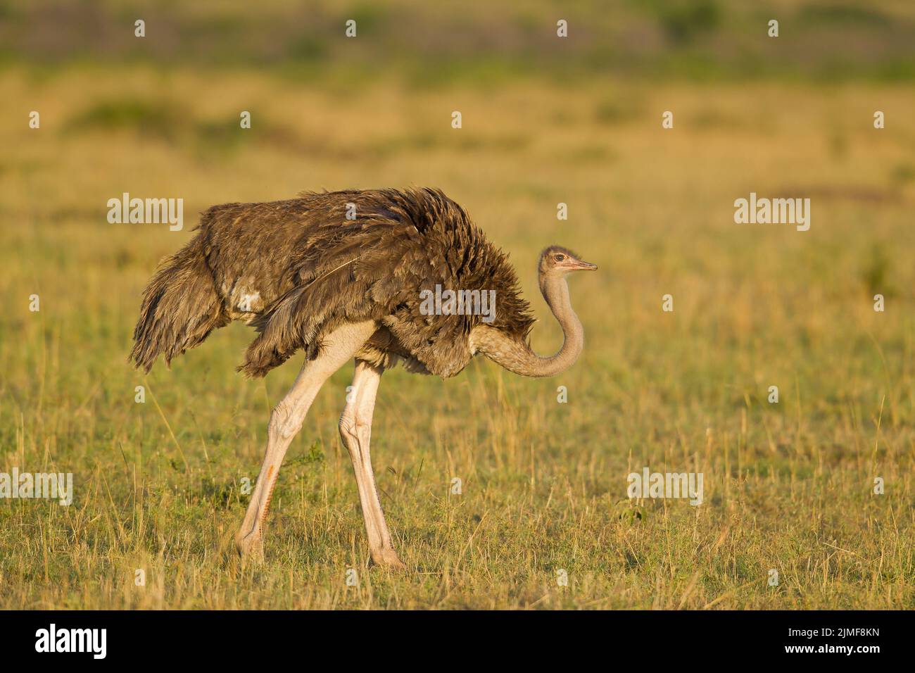 Ostrich commun (Struthio carmelus), femme Banque D'Images