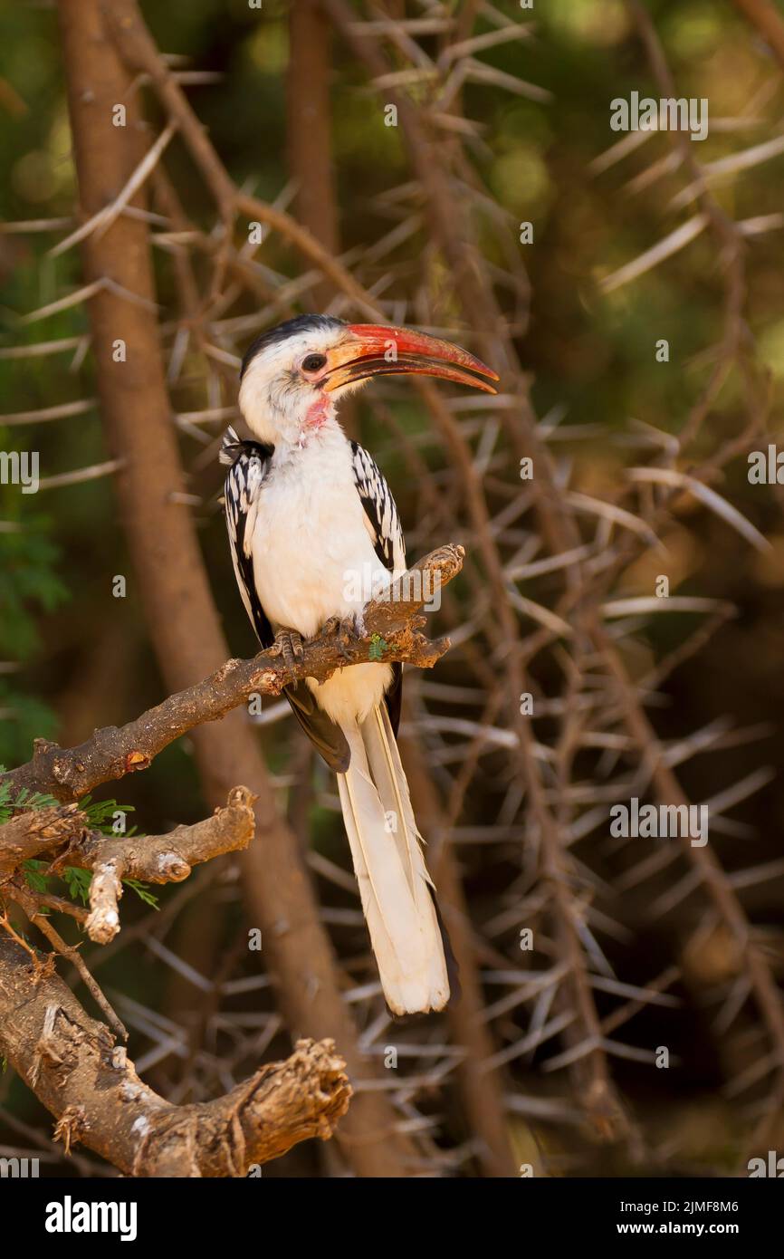 Hornbill rouge (Tokus erythrorhynchus) perché sur une branche entourée d'épines Banque D'Images