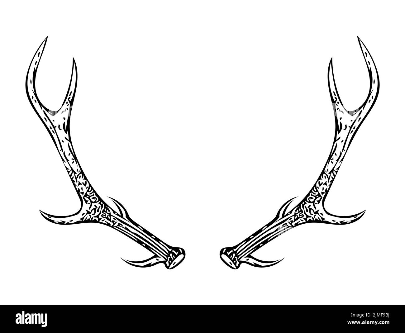 Bois, dessin sur fond blanc. Gros bois de cerf sur fond blanc. Illustration minimaliste deer Banque D'Images