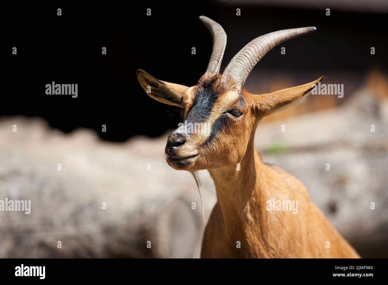 Chèvre dans une clairière dans la nature Banque D'Images