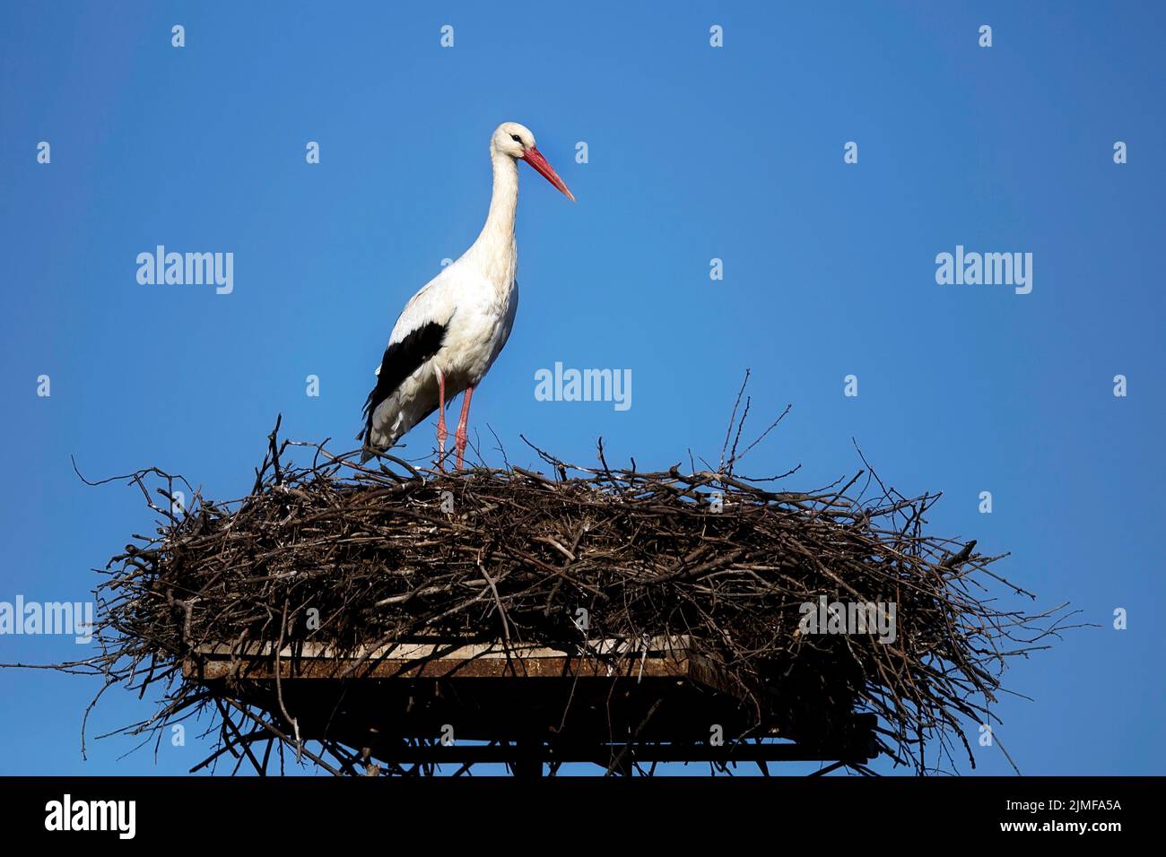 Cigogne blanche dans le nid sur un ciel bleu Banque D'Images