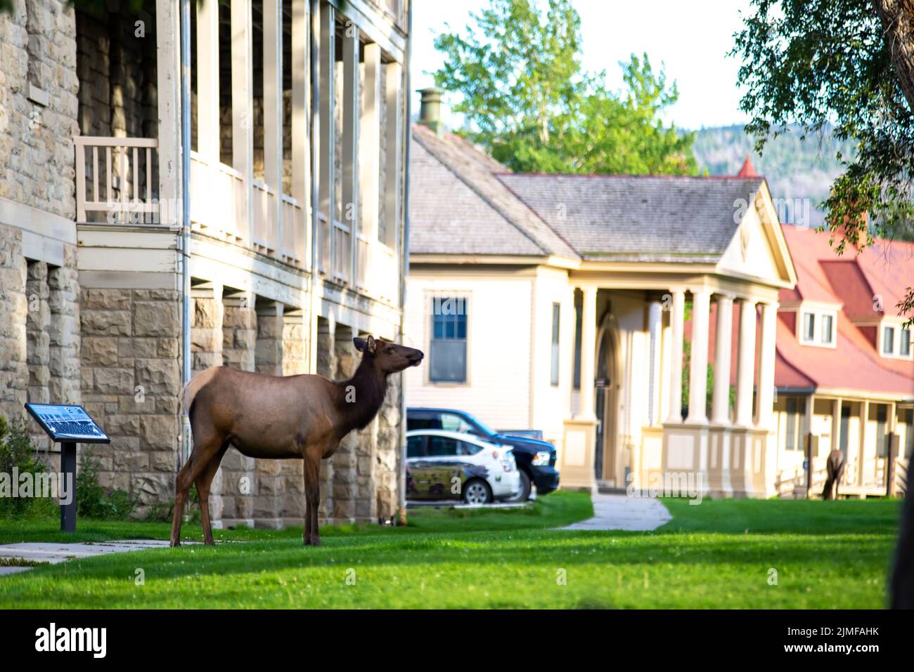 Hurd de wapiti sauvage à Mammoth, Wyoming Banque D'Images