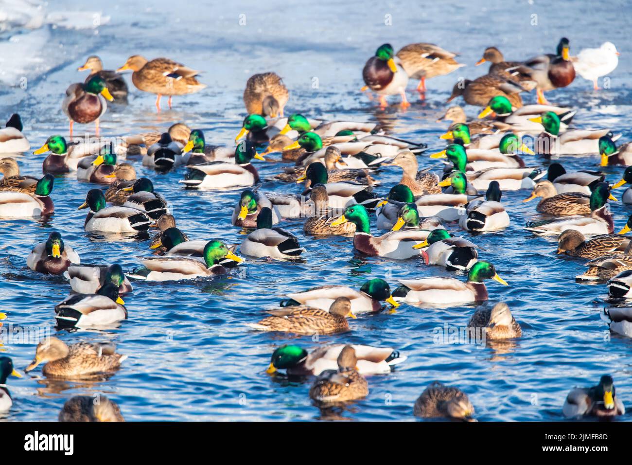 Beaucoup de canards mâles avec une tête verte nagent dans l'eau au coucher du soleil. Canards sur un lac ou une rivière en hiver. Drakes. Canards d'alimentation, Banque D'Images