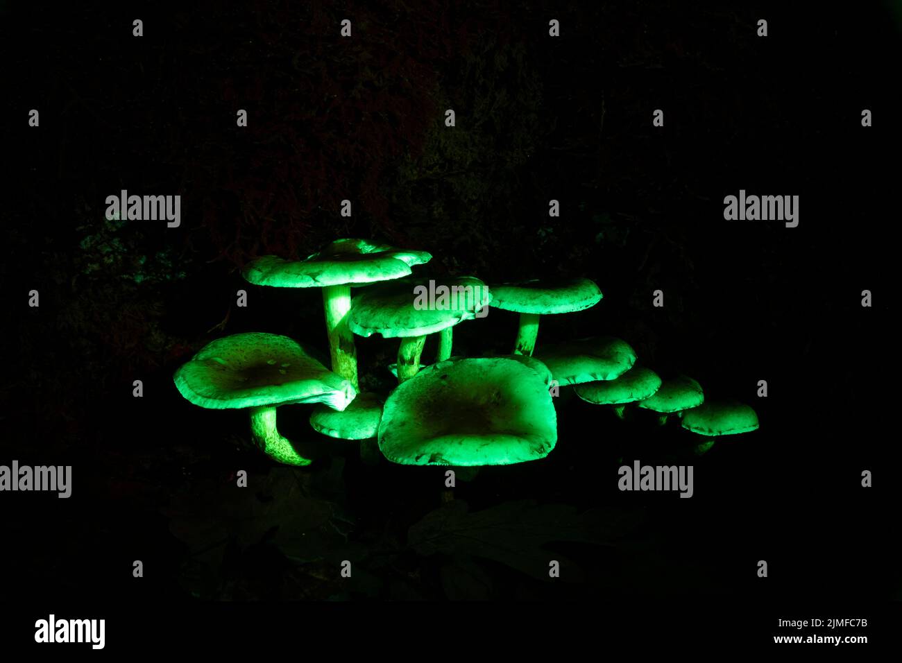 Champignons en UV - (Blacklight) / Hypholoma espèces Banque D'Images