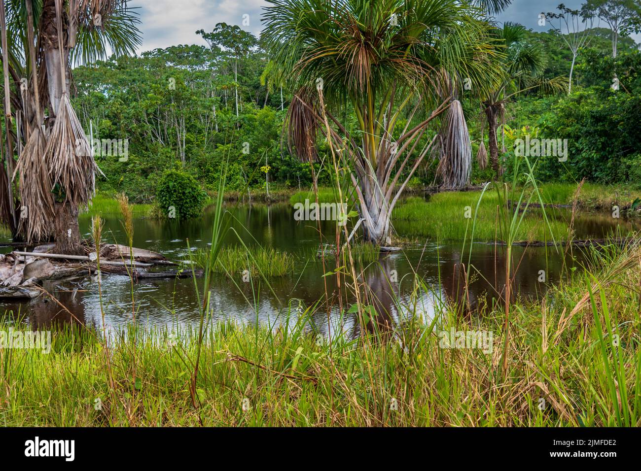 Environnement de forêt tropicale près de Natau, Pérou Banque D'Images