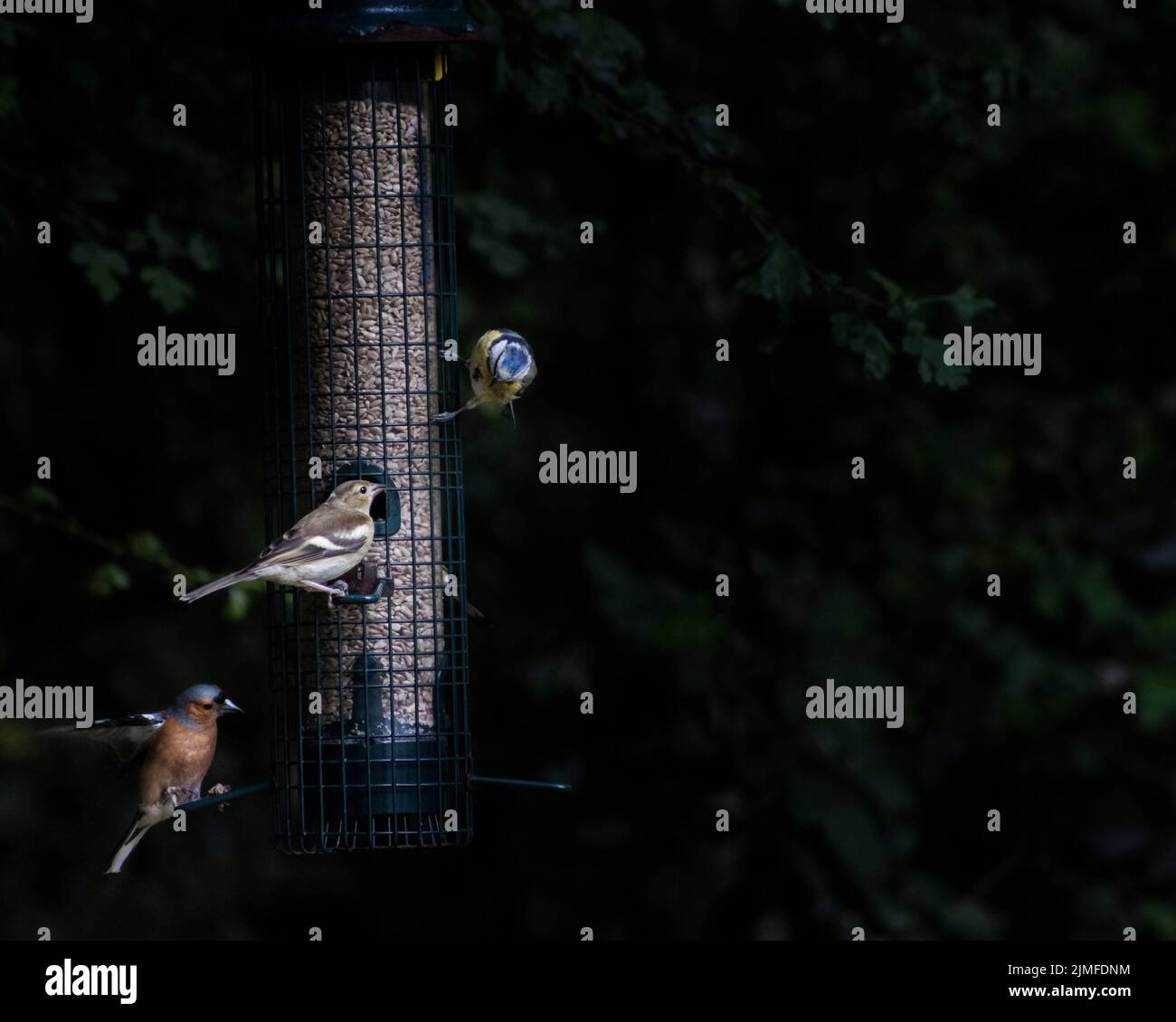 Les oiseaux de jardin se nourrissent d'un mangeoire à oiseaux, West Sussex, Royaume-Uni Banque D'Images