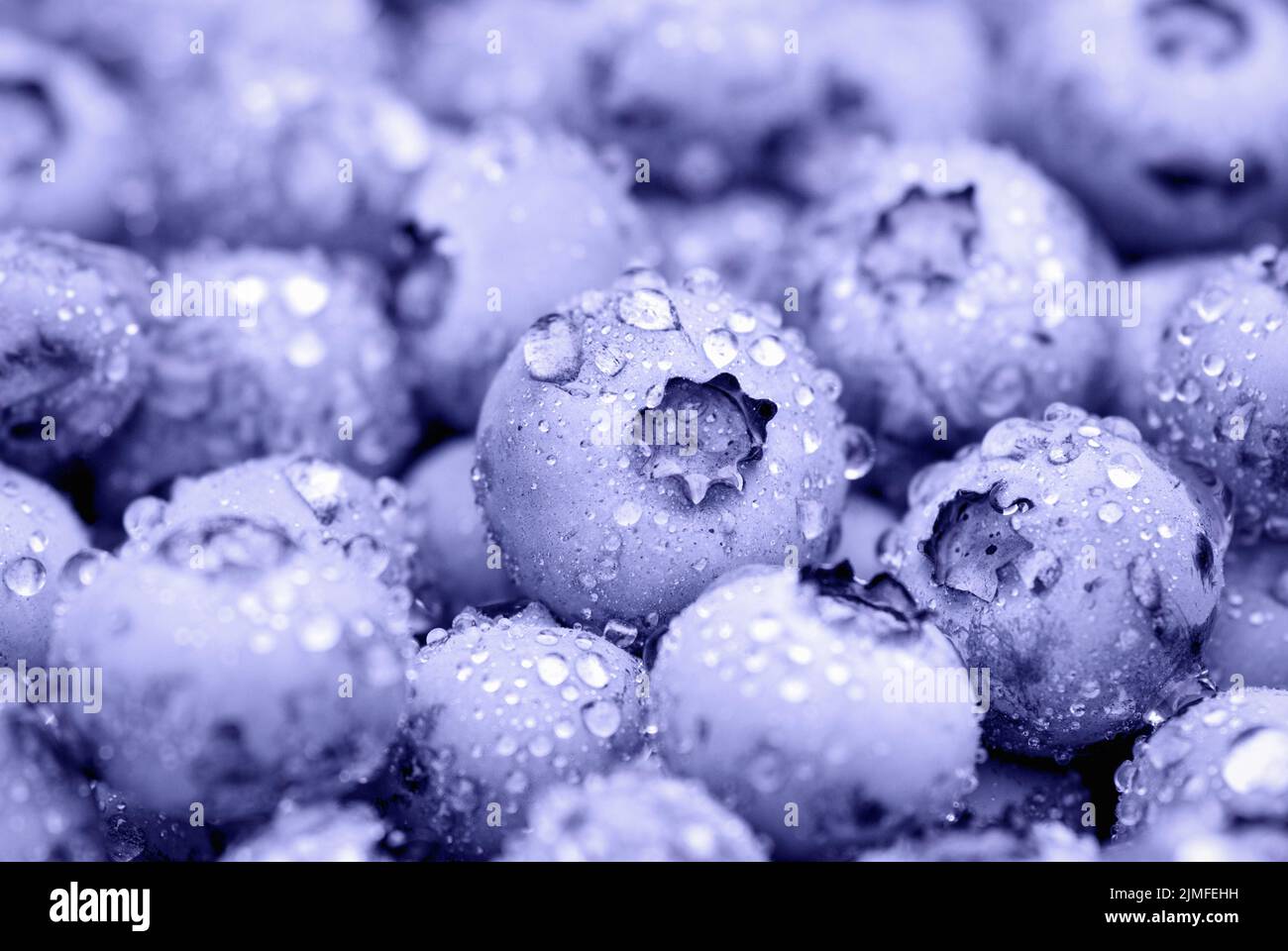 Fond de myrtille, baies violettes recouvertes de gouttes d'eau Banque D'Images