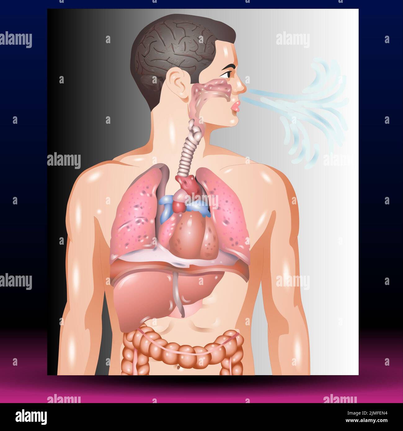 Anatomie humaine Banque D'Images