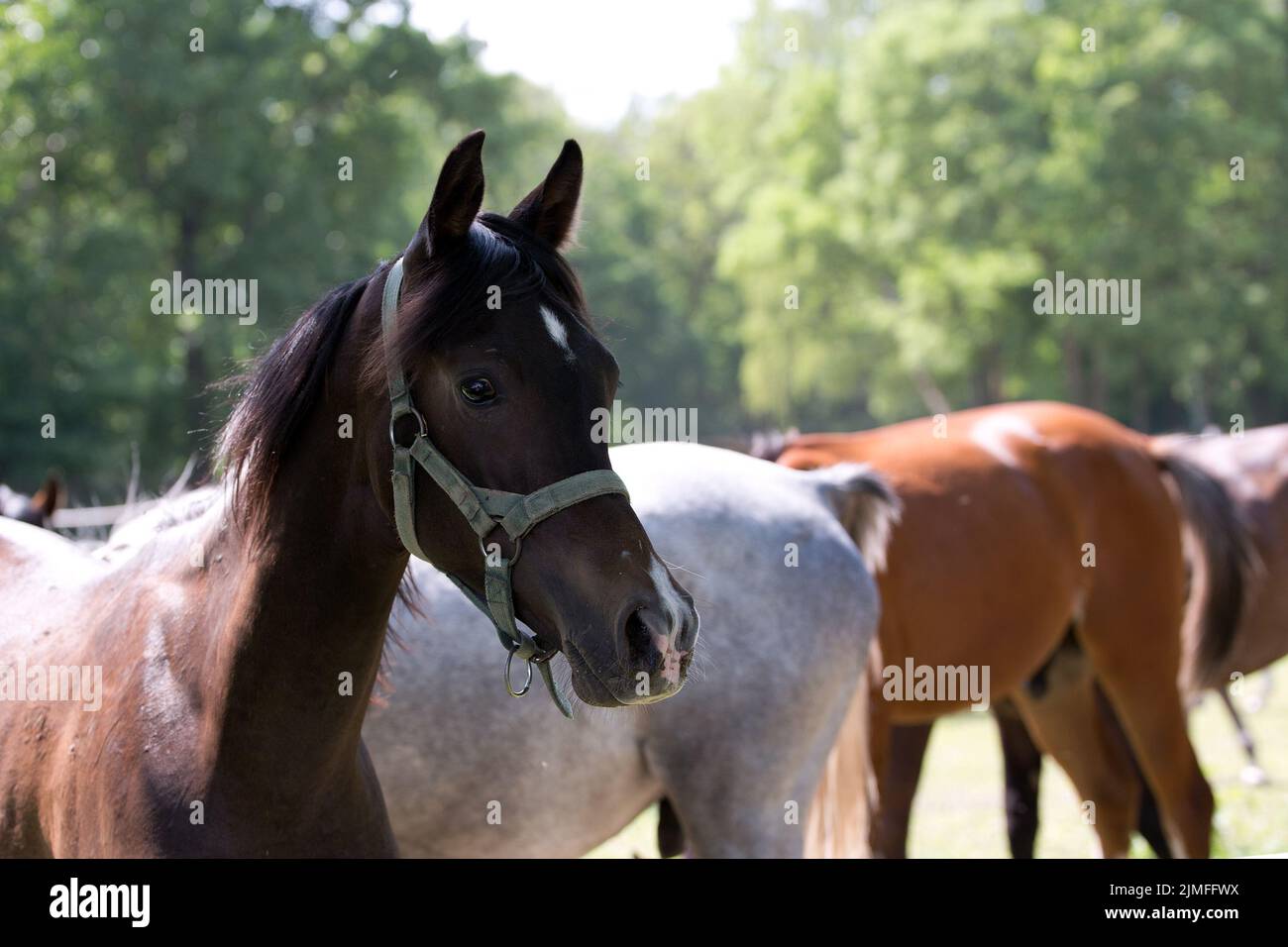 Cheval dans une clairière, un portrait Banque D'Images