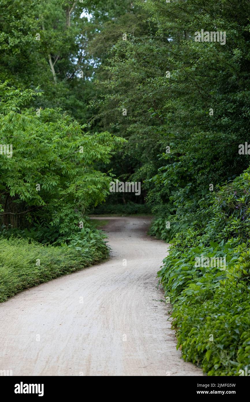 Une longue route de boue droite dans la forêt Banque D'Images