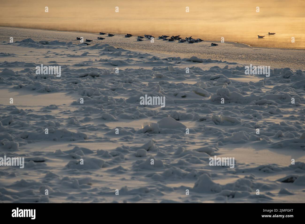 Oiseaux sur le bord de la glace couvrant la rivière lors d'une soirée givrée claire, vapeur sur la rivière, reflet d'orange au coucher du soleil Banque D'Images