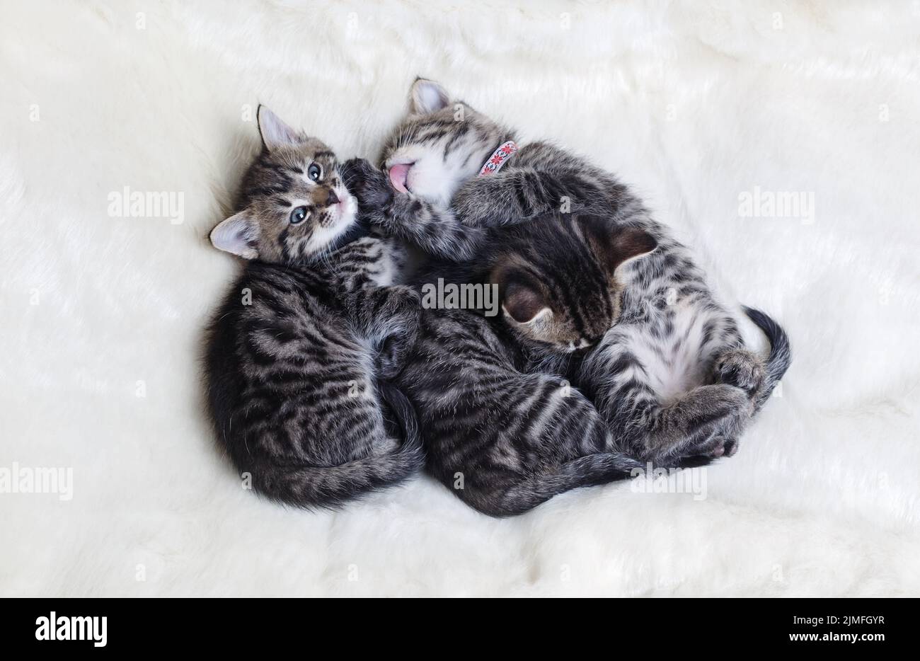 Trois chatons dormant Banque D'Images