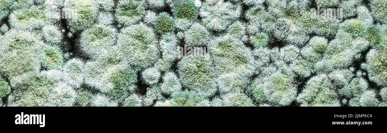 Ferme-texture de champignon de moule Penicillium, fond bleu de moule, grande taille de bannière Banque D'Images