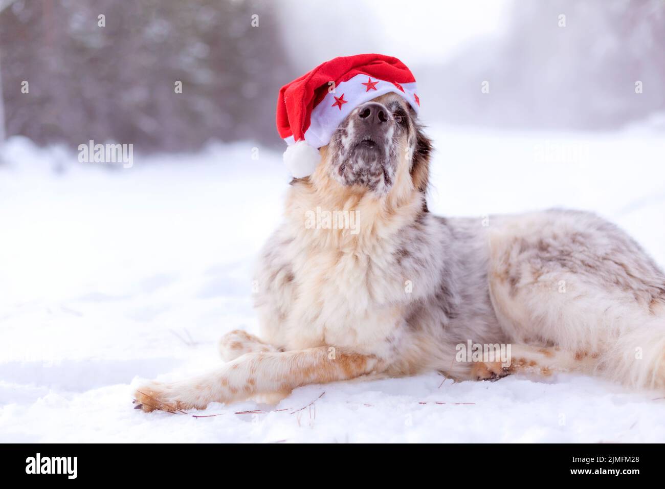 Grand chien dans le chapeau de père noël couché sur la route de neige Banque D'Images
