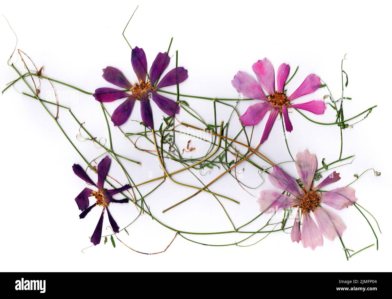 pétales de fleurs séchées, bouquet d'application de fleurs sèches Photo  Stock - Alamy