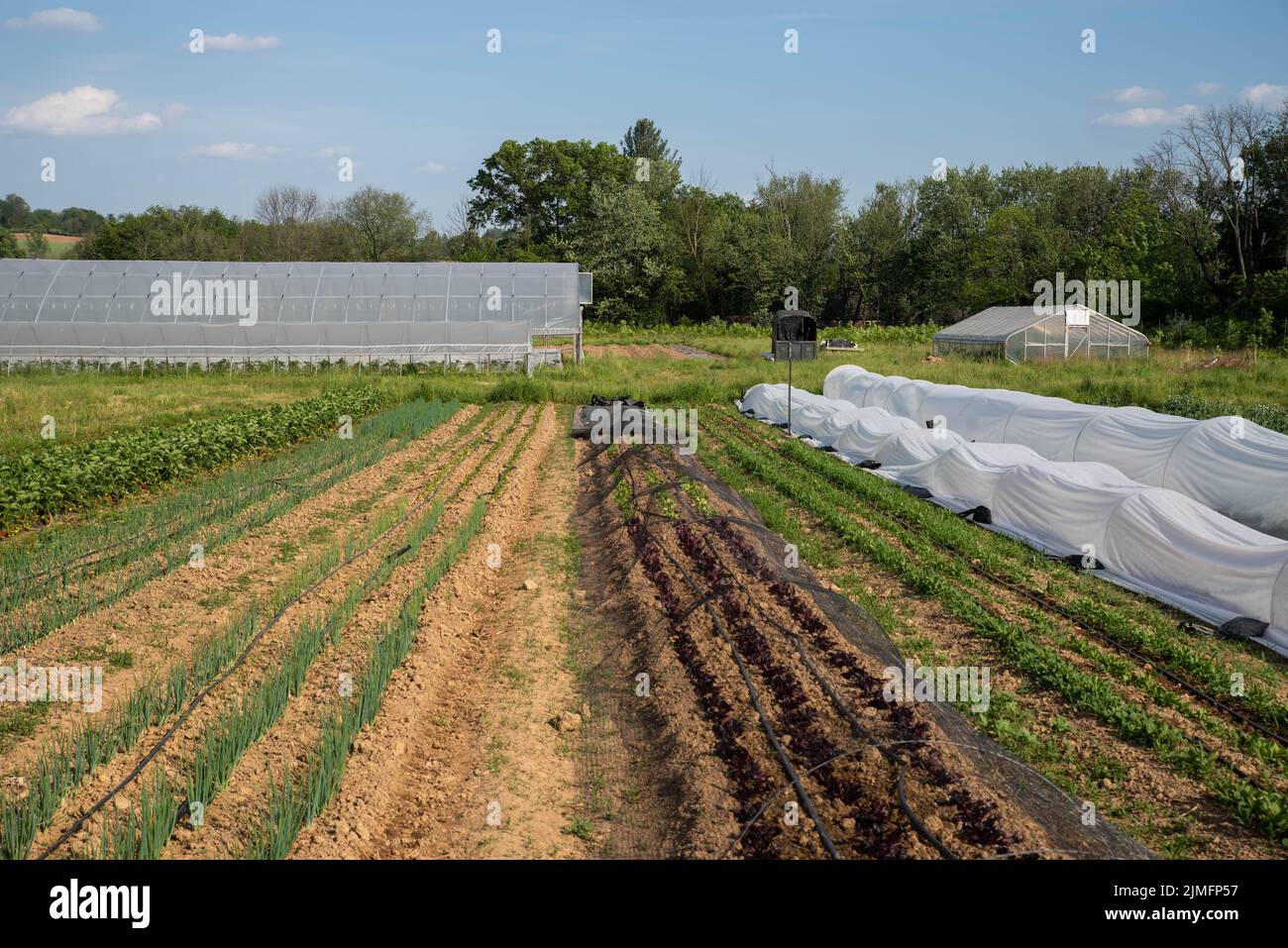 Jardin potager idyllique avec des plantes, des outils d'irrigation et des serres Banque D'Images