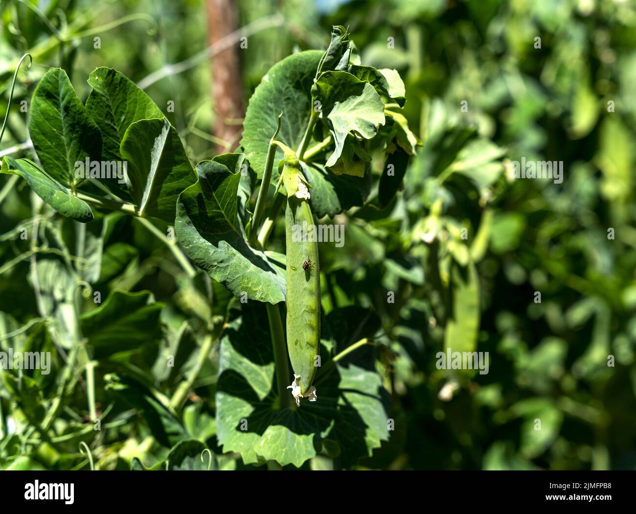 Gousse de pois (Pisum sativum) avec un insecte dans un potager biologique en Toscane, Italie Banque D'Images