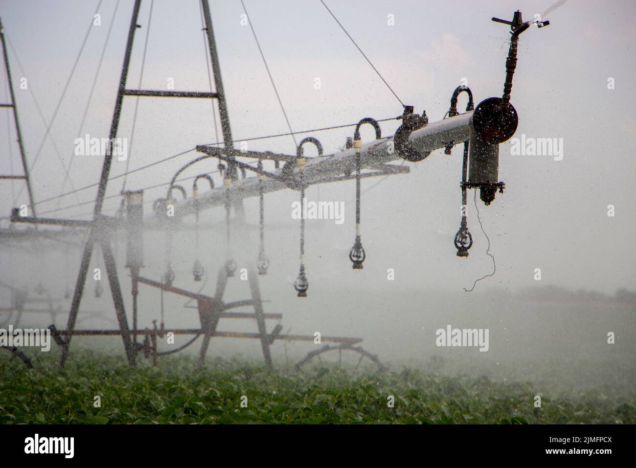 L'eau tombe d'un système d'irrigation sur un champ de soja Banque D'Images