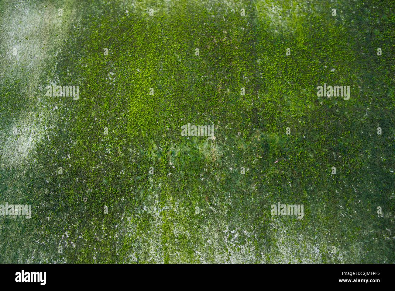Champignons Green Moss texture résumé fond mur en béton. Arrière-plan rétro rouillé, grundy, gritty Banque D'Images